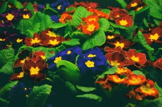 Фестиваль цветов и музыки в Стратфорде, Канада