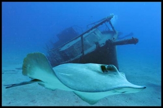 Подводный мир Канарских островов сулит много открытий для дайверов