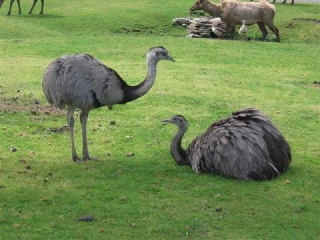 Первый в Европе сафари-парк откроется в Крыму