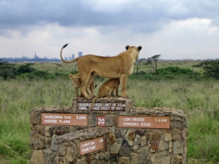 Из национального парка Кении сбежали львы, представляющие опасность для людей