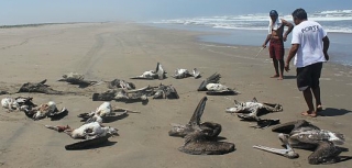 Власти Перу предупреждают туристов: посещать пляжи северного побережья опасно