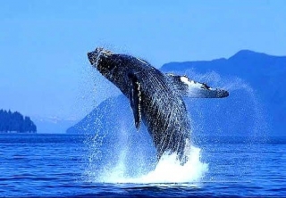 На юге Чили все чаще можно наблюдать синих китов