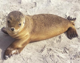 Австралия планирует вновь открыть пляж острова Кенгуру для туристов