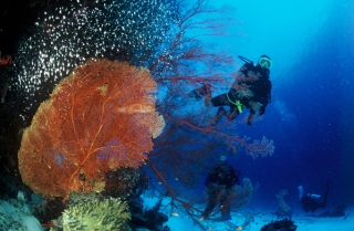 Коралловые рифы Таиланда по-прежнему доступны для дайверов