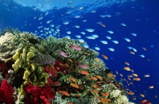 Общественные группы Таиланда помогут восстановлению коралловых рифов