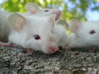 К службе в аэропортах Израиля допустят мышей