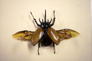 Виды Стамбула мастер наносит на крылья жука