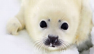 Новорожденные тюлени ждут туристов в Архангельской области