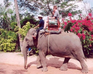 Туристы стали жертвами разъяренных слонов в Таиланде