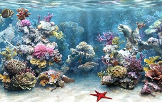 Пхукет собирается создавать искусственные коралловые рифы