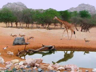 Зоопарк города Аль-Эйн славится своей коллекцией животных