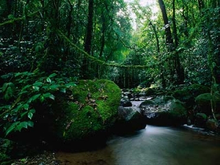 Непроходимые заросли лесов привлекают туристов в Камбоджу