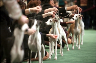 Проведение в Паттайе выставки собак тревожит власти города