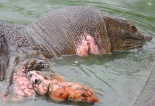 Редчайшая вьетнамская черепаха предстала перед глазами туристов