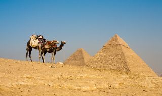 Не все туристы боятся акул в Египте