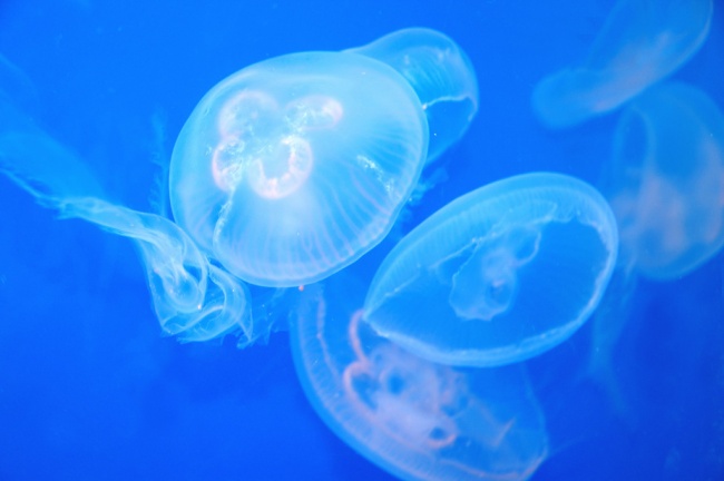 Медузы атаковали Гоа