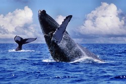 В <a href=/dominicana/>Доминикане</a> готовятся к сезону наблюдения за китами