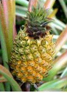 Вьетнамские ананасы