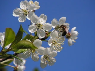 Фестиваль весенних цветов пройдет в Южной Корее