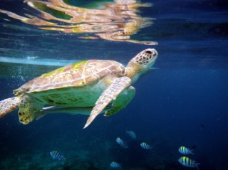 Таиланд приглашает туристов на «День освобождения морской черепахи»