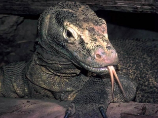 Сбежавшие из зоопарка Индонезии ядовитые драконы могут быть опасны для туристов