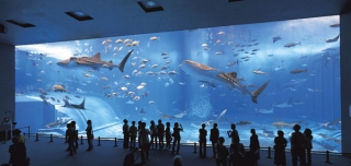 В Стамбуле откроется гигантский аквариум - один из самых больших в мире