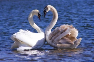 Английская деревня покажет туристам лебедей