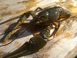 Финляндия открыла сезон ловли раков