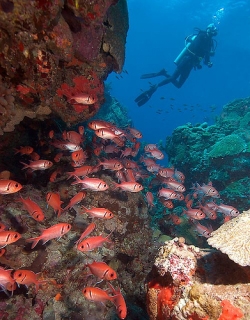 Доминиканская республика названа раем для дайверов