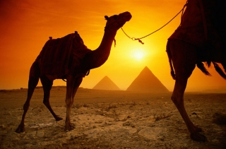 Раскол общества в Египте не позволяет вернуть доверие туристов