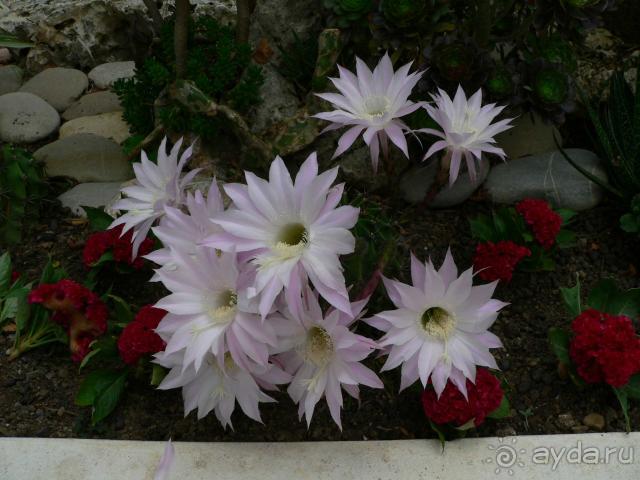 фото Botanik Hotel & Resort