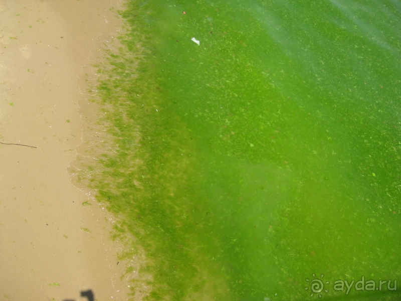 Нашла в старых фотках 15 год,июль,Солнечный берег-море цветёт,а у нас в 8 км всё чисто!на сайте был вопрос когда и где цветёт море в Болгарии!