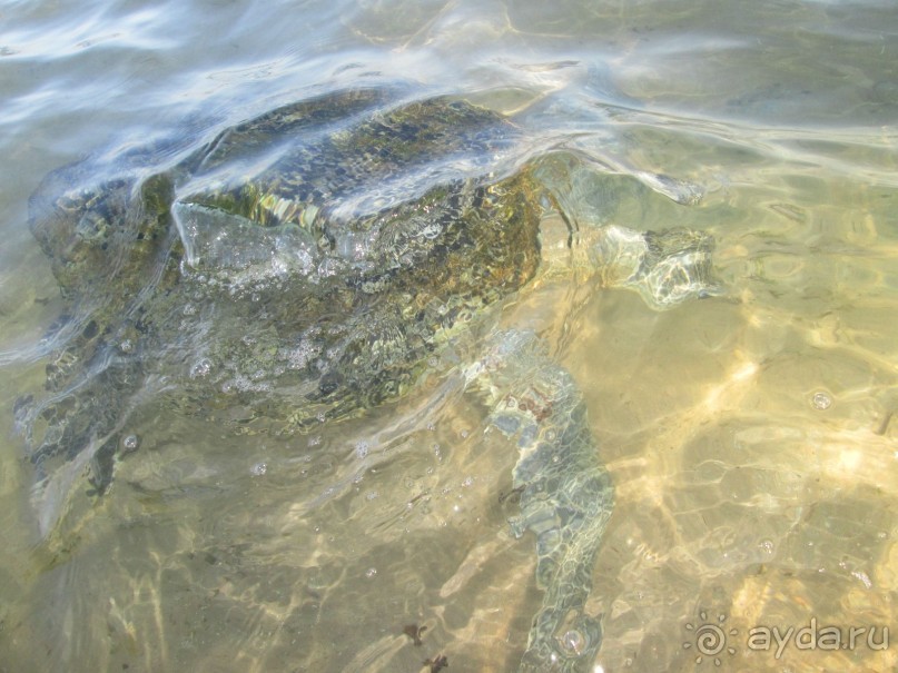 Рекомендую