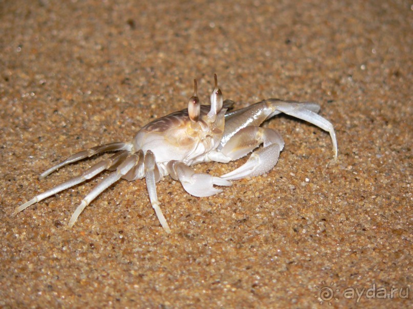 Сказка острова с Нуваном!!!