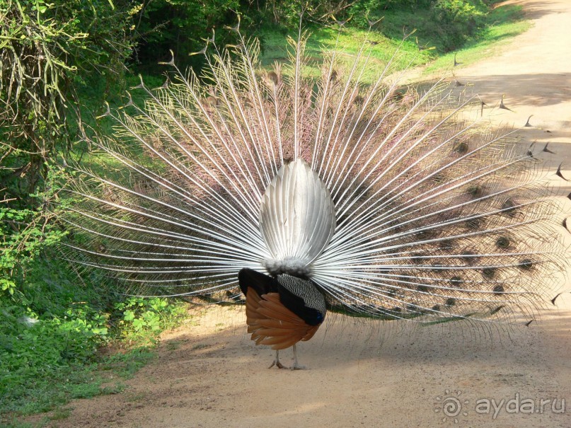 Сказка острова с Нуваном!!!