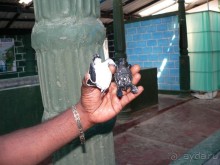 Сказка острова с Нуваном!!!