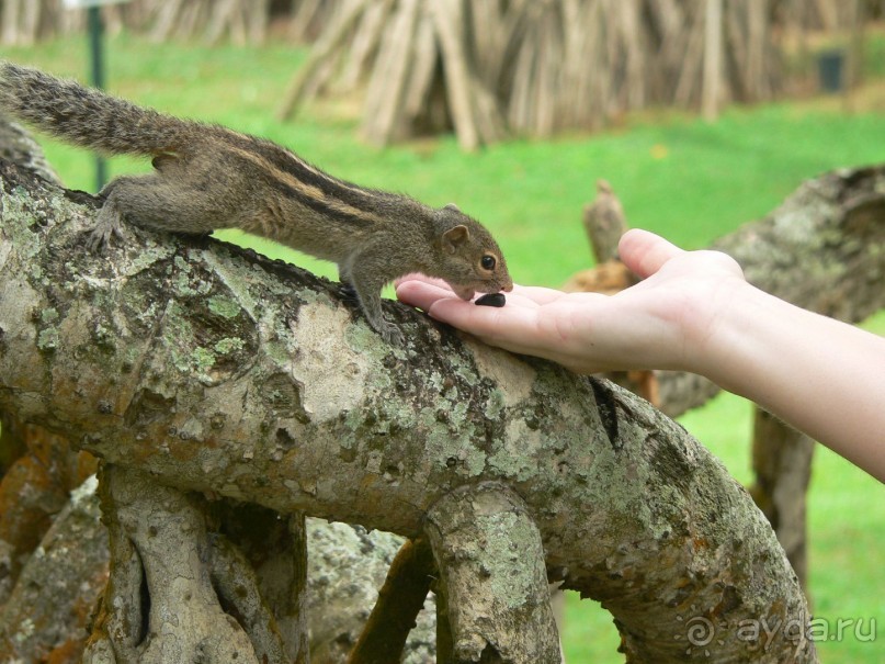 Сказка острова с Нуваном!!!