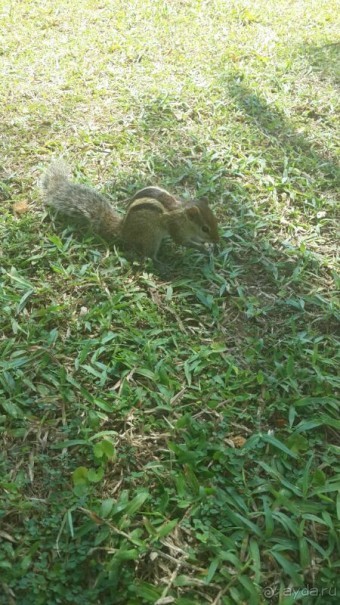 отель бесподобный,все просто великолепно