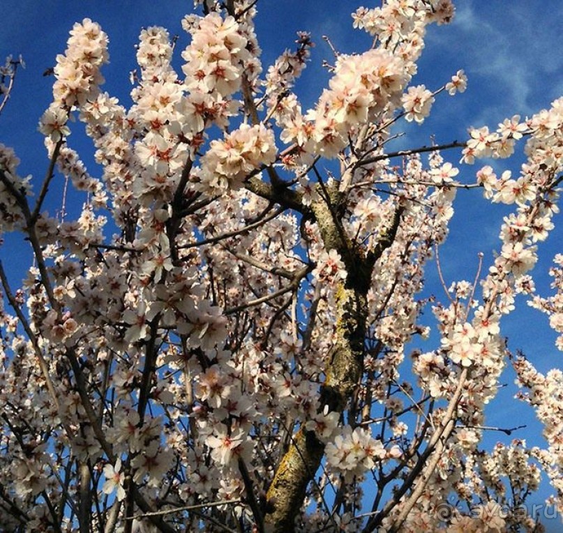 7 причин посетить Барселону весной