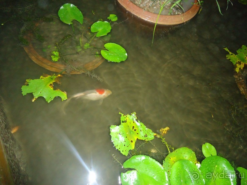 фото Coco Beach Resort