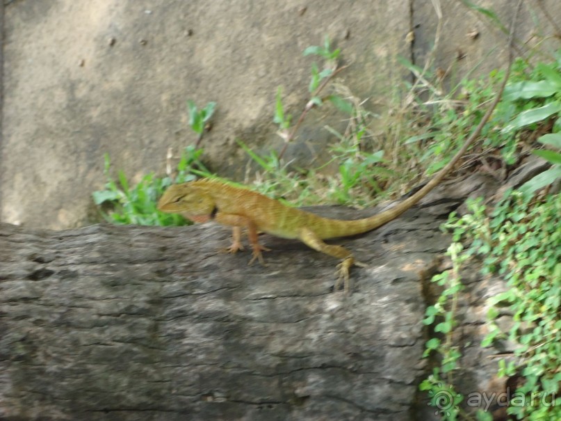 фото Naithonburi Beach Resort