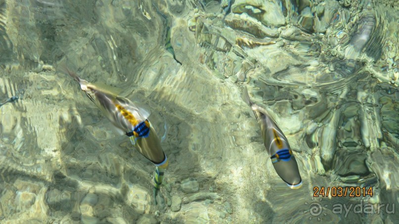 фото Дипломатическая