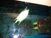 Из мороза России  в тепло Малайзии, на пляжи Пангкора, самостоятельно в январе  2015г.