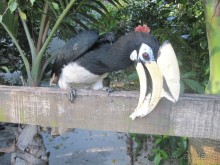 Из мороза России  в тепло Малайзии, на пляжи Пангкора, самостоятельно в январе  2015г.