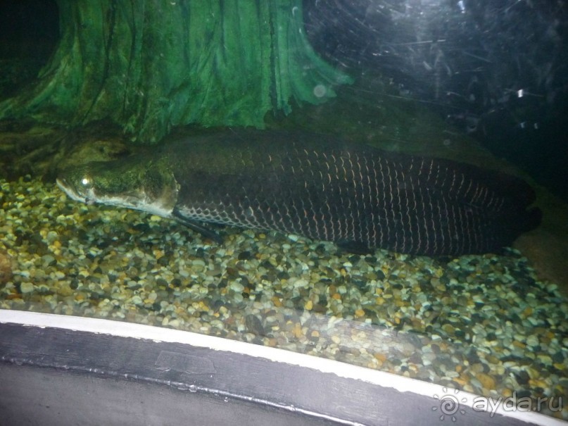 Из мороза России  в тепло Малайзии, на пляжи Пангкора, самостоятельно в январе  2015г.