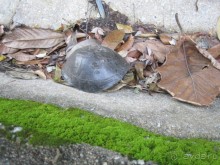 Из мороза России  в тепло Малайзии, на пляжи Пангкора, самостоятельно в январе  2015г.