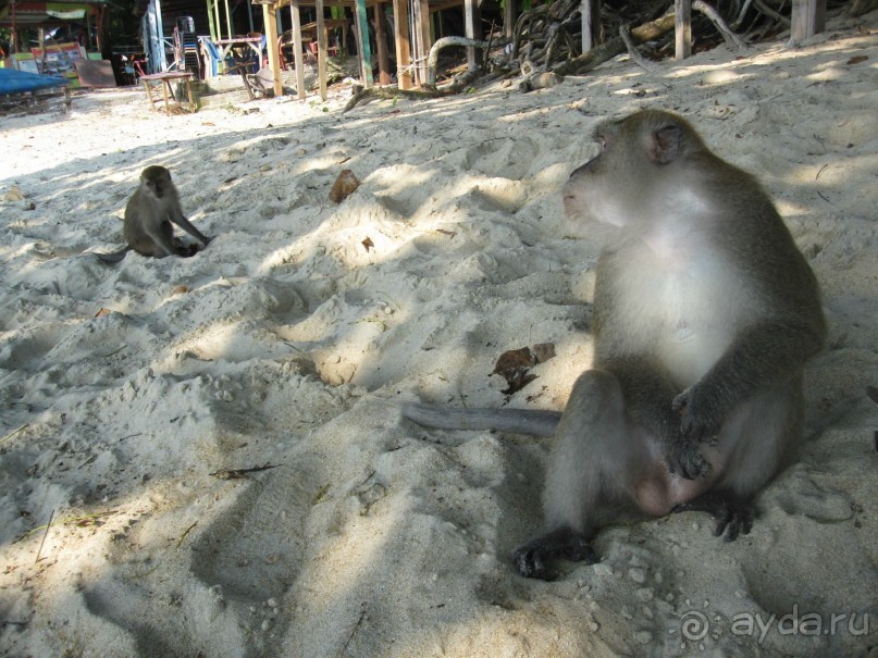 Из мороза России  в тепло Малайзии, на пляжи Пангкора, самостоятельно в январе  2015г.