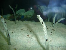 Из мороза России  в тепло Малайзии, на пляжи Пангкора, самостоятельно в январе  2015г.