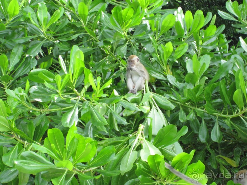 Из мороза России  в тепло Малайзии, на пляжи Пангкора, самостоятельно в январе  2015г.