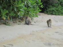 Из мороза России  в тепло Малайзии, на пляжи Пангкора, самостоятельно в январе  2015г.